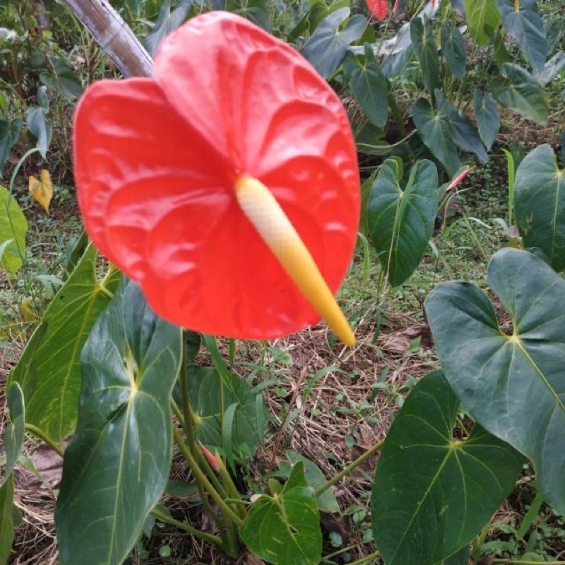 Bibit anthurium (Sudah Berbunga)