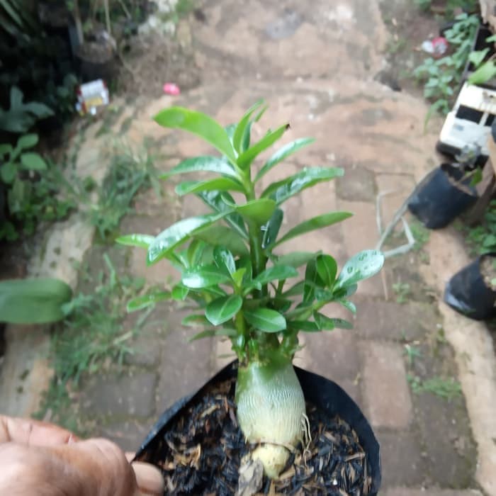 BONSAI ADENIUM ARABICUM-bibit tanaman bonsai adenium arabicum