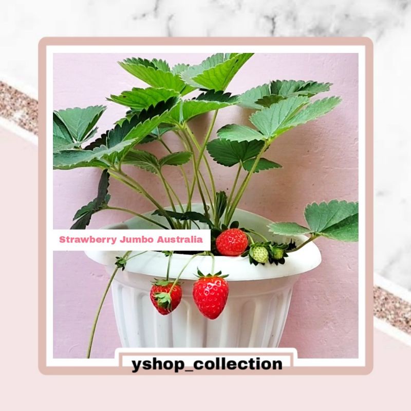 BIBIT STRAWBERRY JUMBO AUSTRALIA