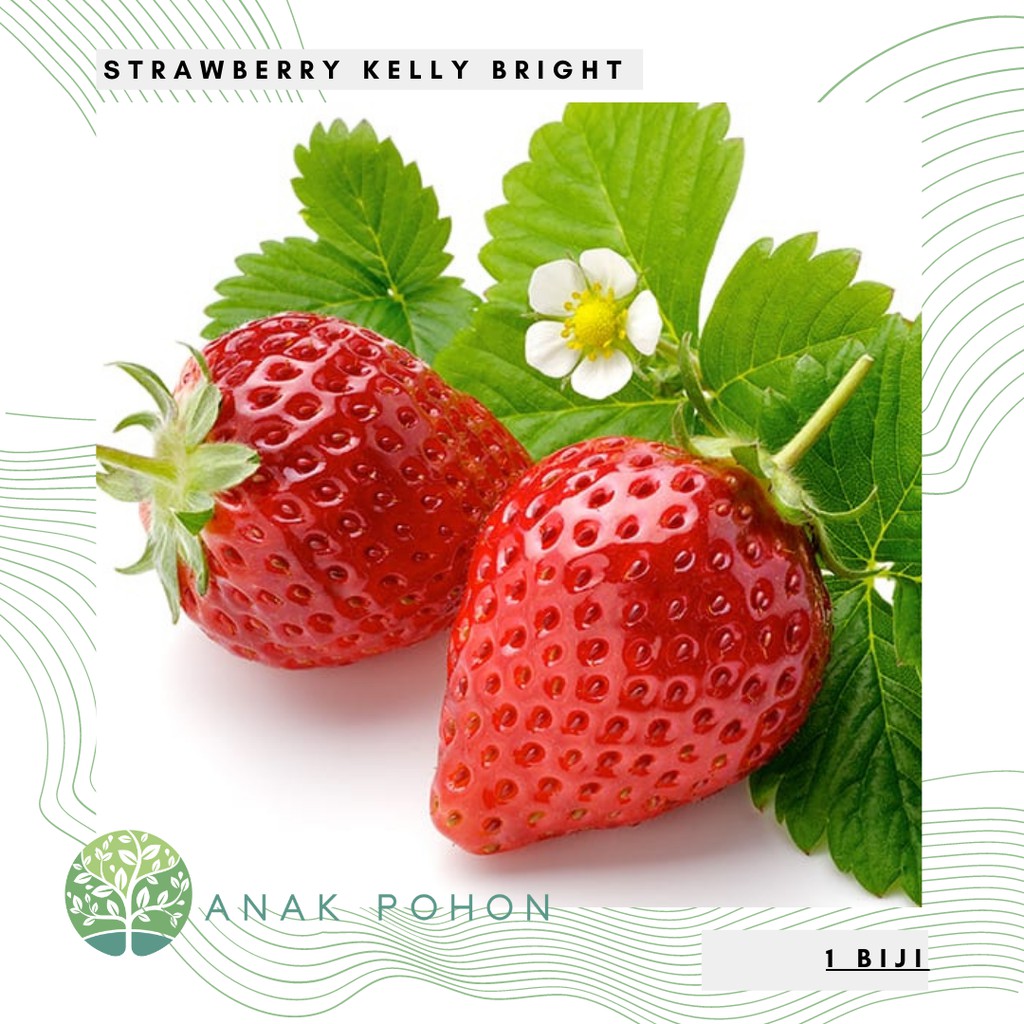 Benih Bibit Biji - Red Strawberry Kelly Bright Stroberi Merah Kalibret Seeds - IMPORT