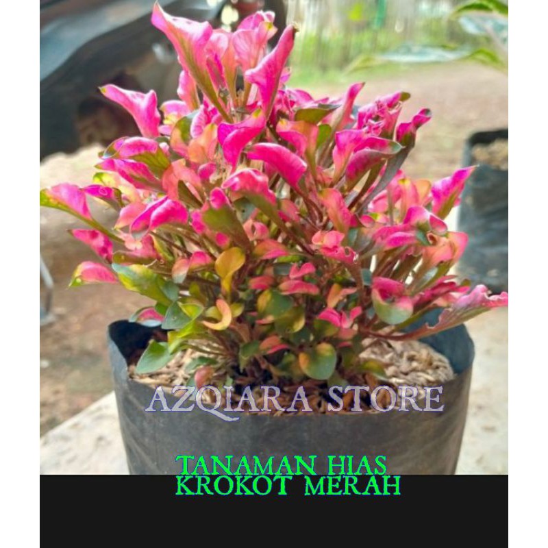 tanaman hias krokot merah - tanaman bunga krokot