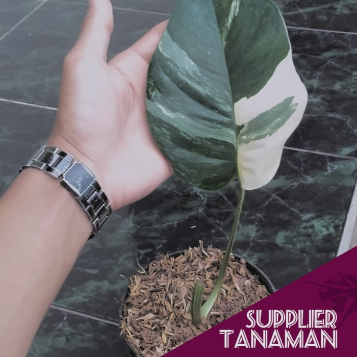 Bibit Monstera Varigata/Stek batang Monstera Epipremnum Varigata