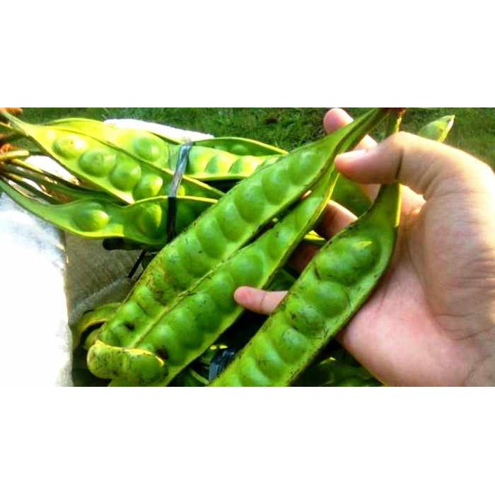 

Gudang Sayur - Pete / Petai 1 Papan