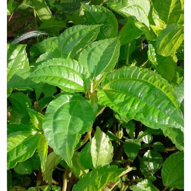 

Daun poh pohan pohpohan segar fresh