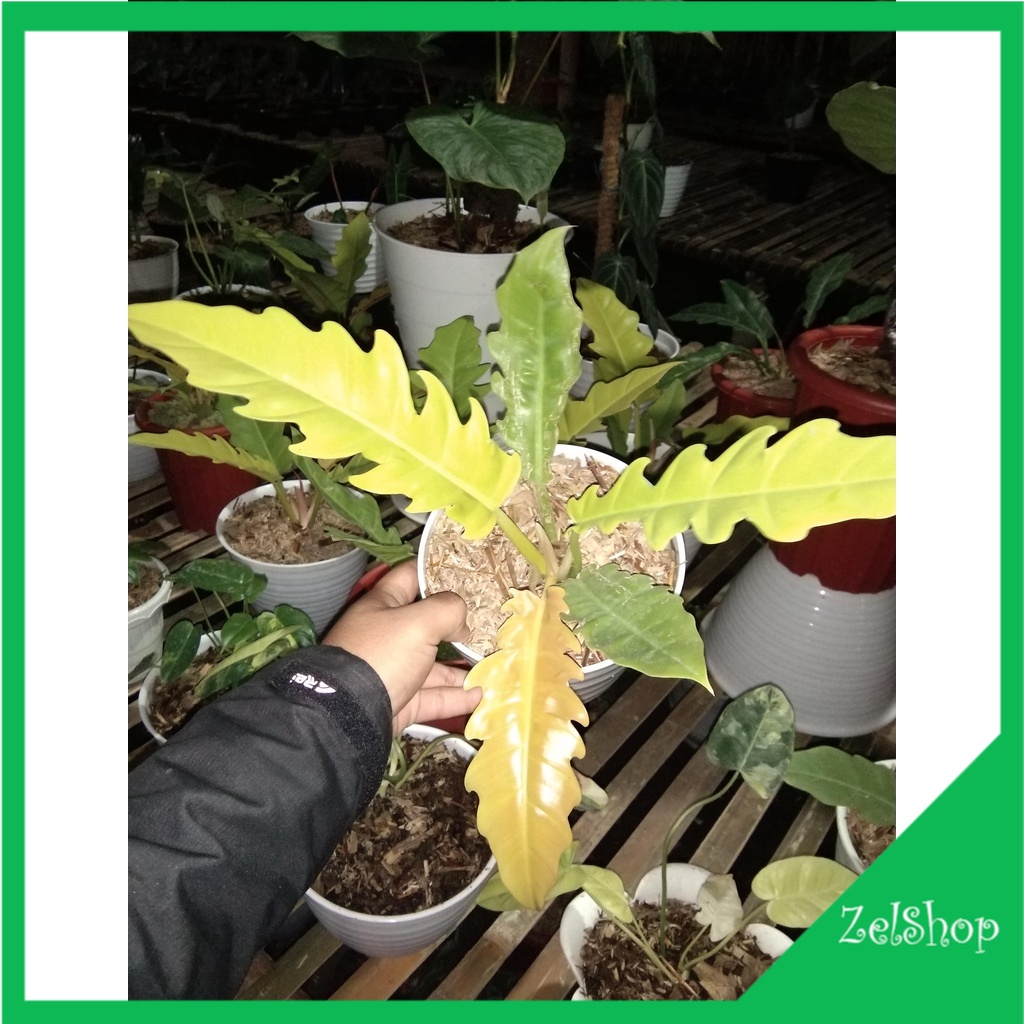 Philodendron Golden Saw / Philo Golden Saw Ori