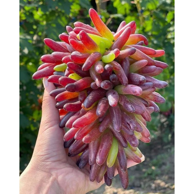 Bibit anggur import HELLOWIN hasil grafting dengan sebutan jari jari  bibit genjah
