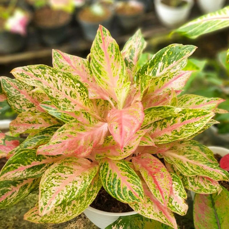 Aglonema Butterfly Remaja Tanaman Hias Aglaonema butterfly Aglo butterfly mutasi Aglo bidadari kw ag