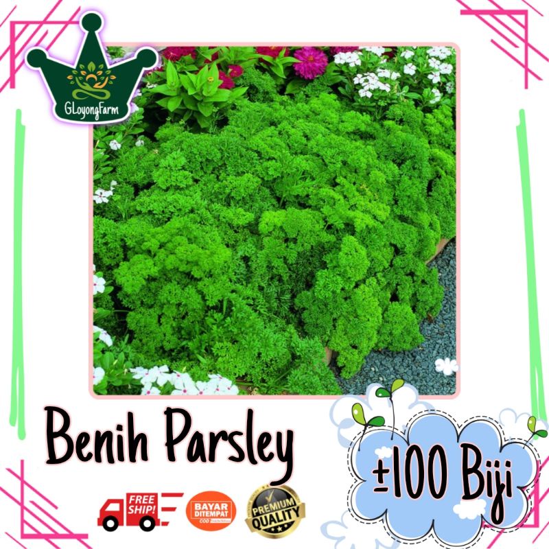 Benih Parsley Moss Curled - Benih Sayuran