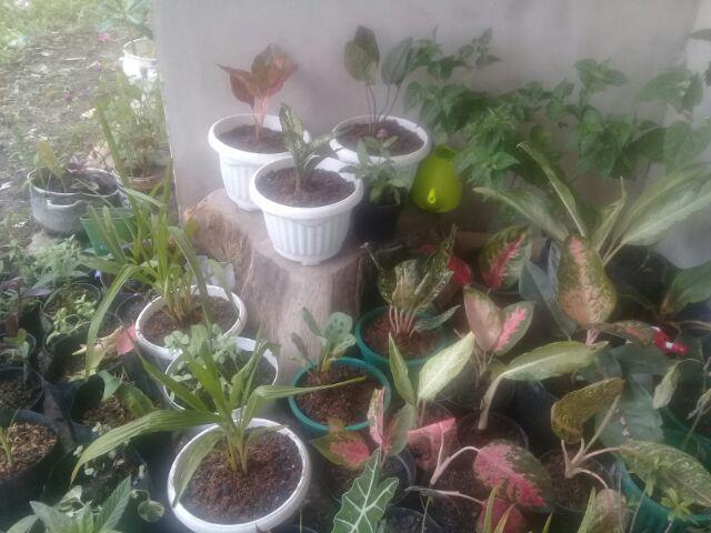 Tanaman Hias Murah 4 Aglonema/paket Aglaonema Hemat Aglo Donacarmen Lipstick Snow White Rotundum