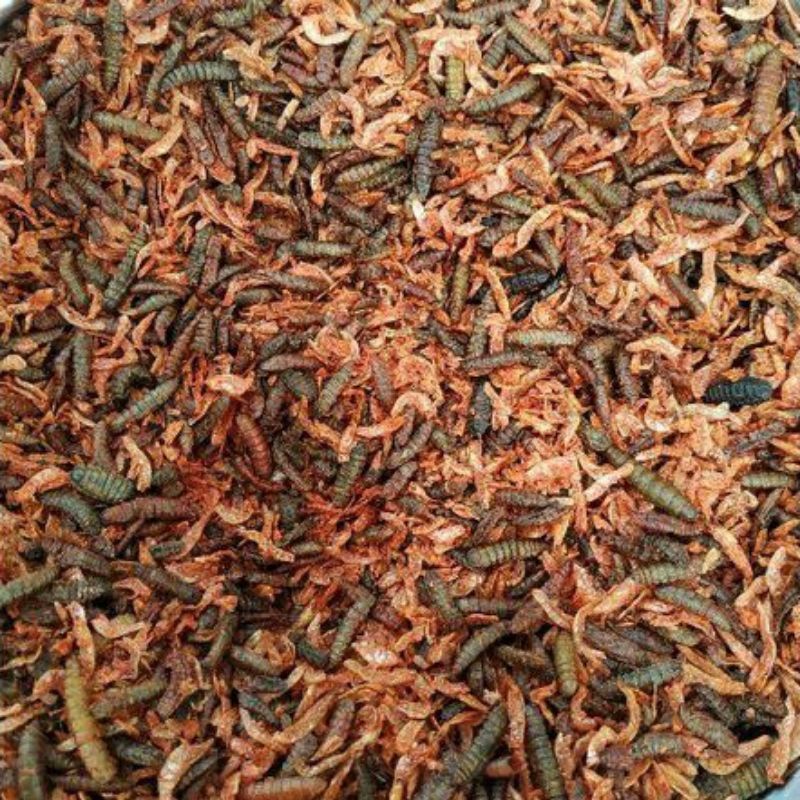 Camilan Channa Maggot Mix Udang 50 Gram