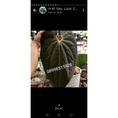 dkuping gajah dark mama