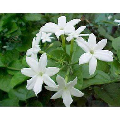 Bibit Melati / Bunga Hidup Melati / Melati / Bunga Wangi