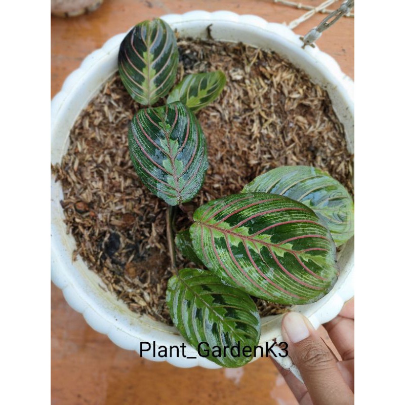 

maranta kepiting / Leuconeura