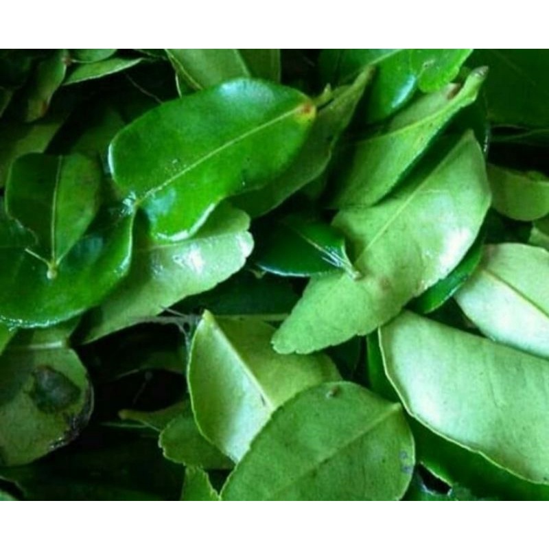 

Daun Jeruk/Bumbu/250gram-500gram-1000gram