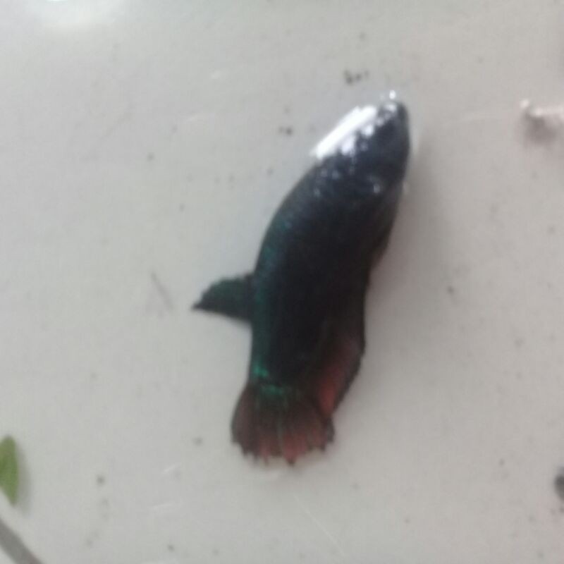 Ikan Cupang Betina Bagan /Adu  Siap Pijah