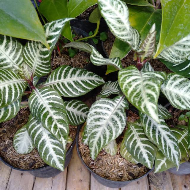 Aphelandra squarrosa~ Zebra plant ~Daun Zebra