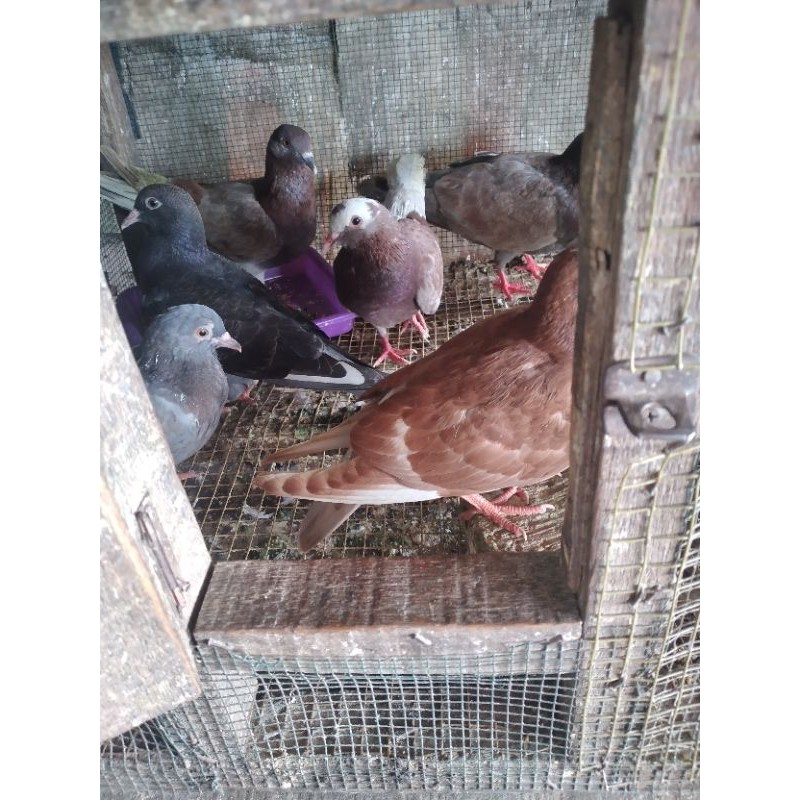 burung dara jantan dan betina