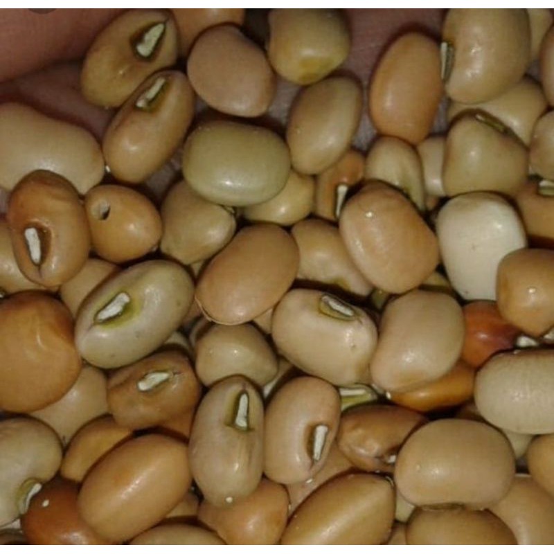 

Kacang Tolo 250 gram - Sayur Segar