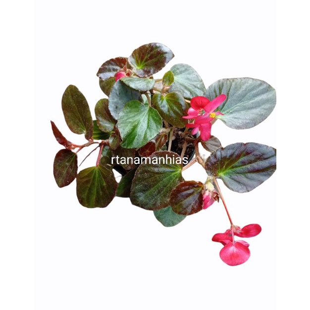 Begonia Merah Daun Coklat