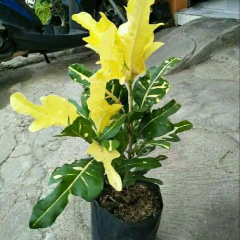 Puring terang bulan - Tanaman hias Puring terang bulan