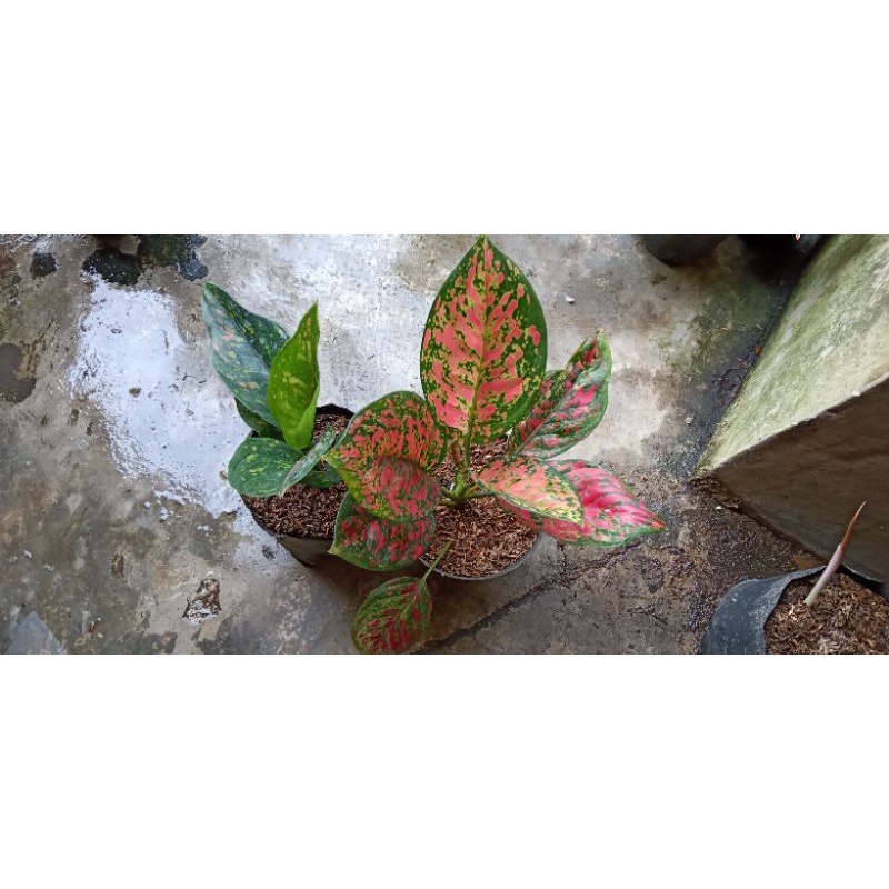 paket 2 aglonema Venus jumbo dan hengheng