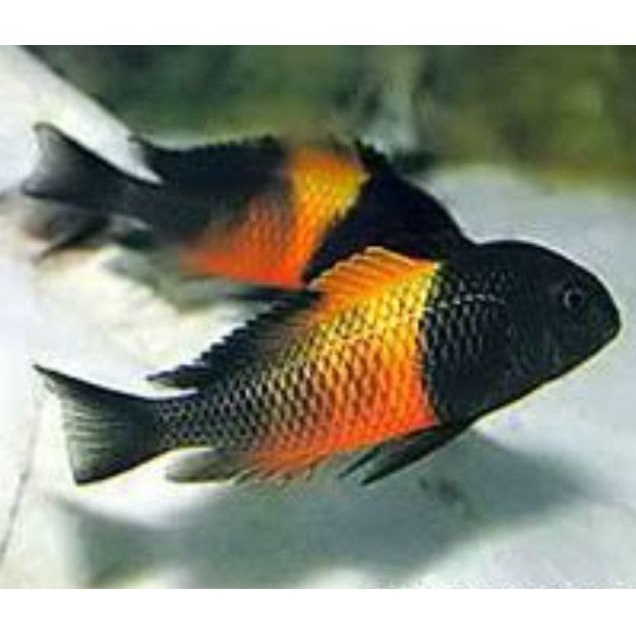 Ikan Cichlid Afrika Tropheus Bemba uk 5cm
