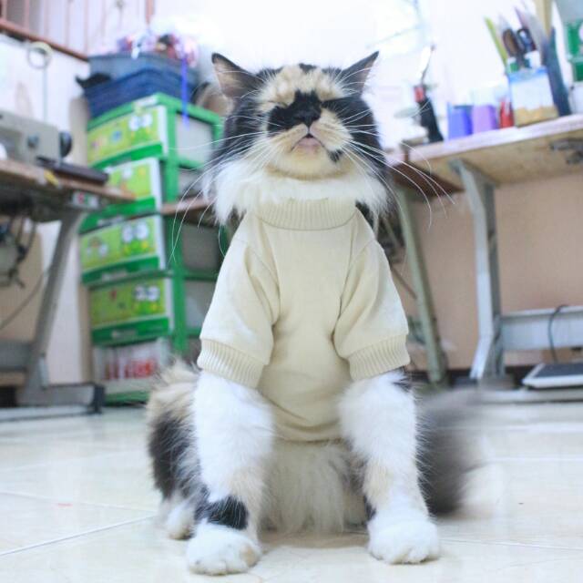 Kaos ala korea cream lucu untuk kucing dan anjing / baju kucing murah size S M L XL