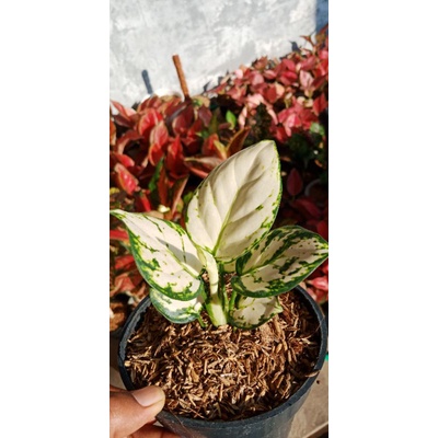 aglaonema super white