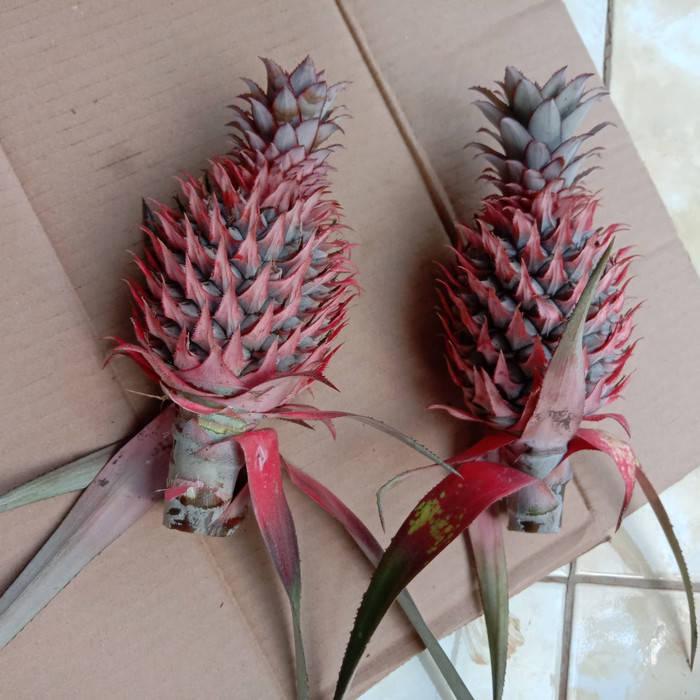 nanas merah Subang muda