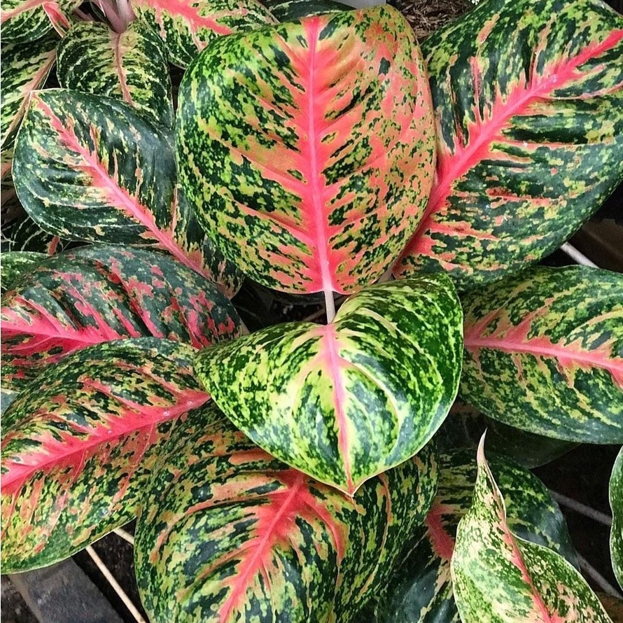 Aglonema Big Papa / Aglonema Big Papa Jumbo Murah