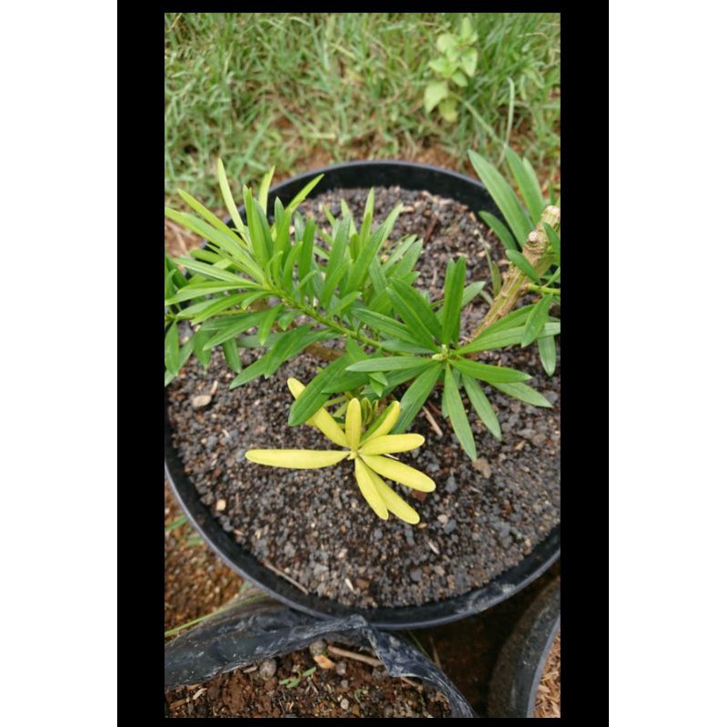 Lohansung Varigata Hasil Grafting