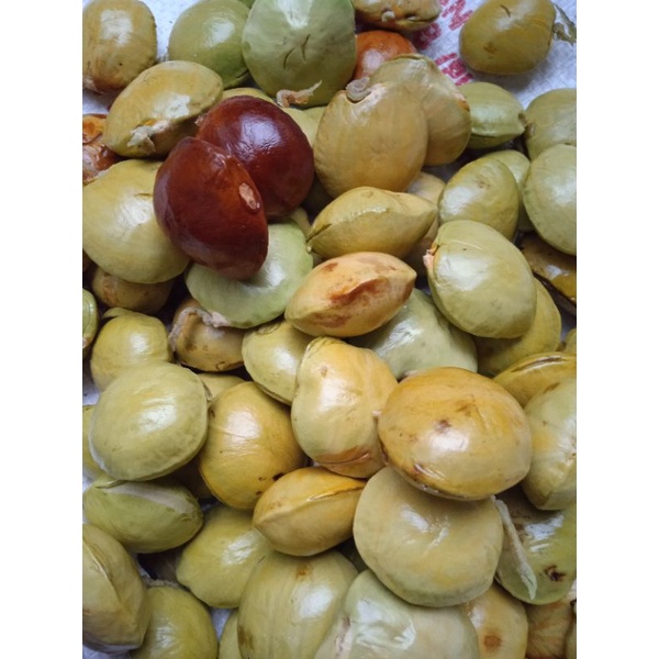 

Buah jengkol asli pangandaran kualitas super