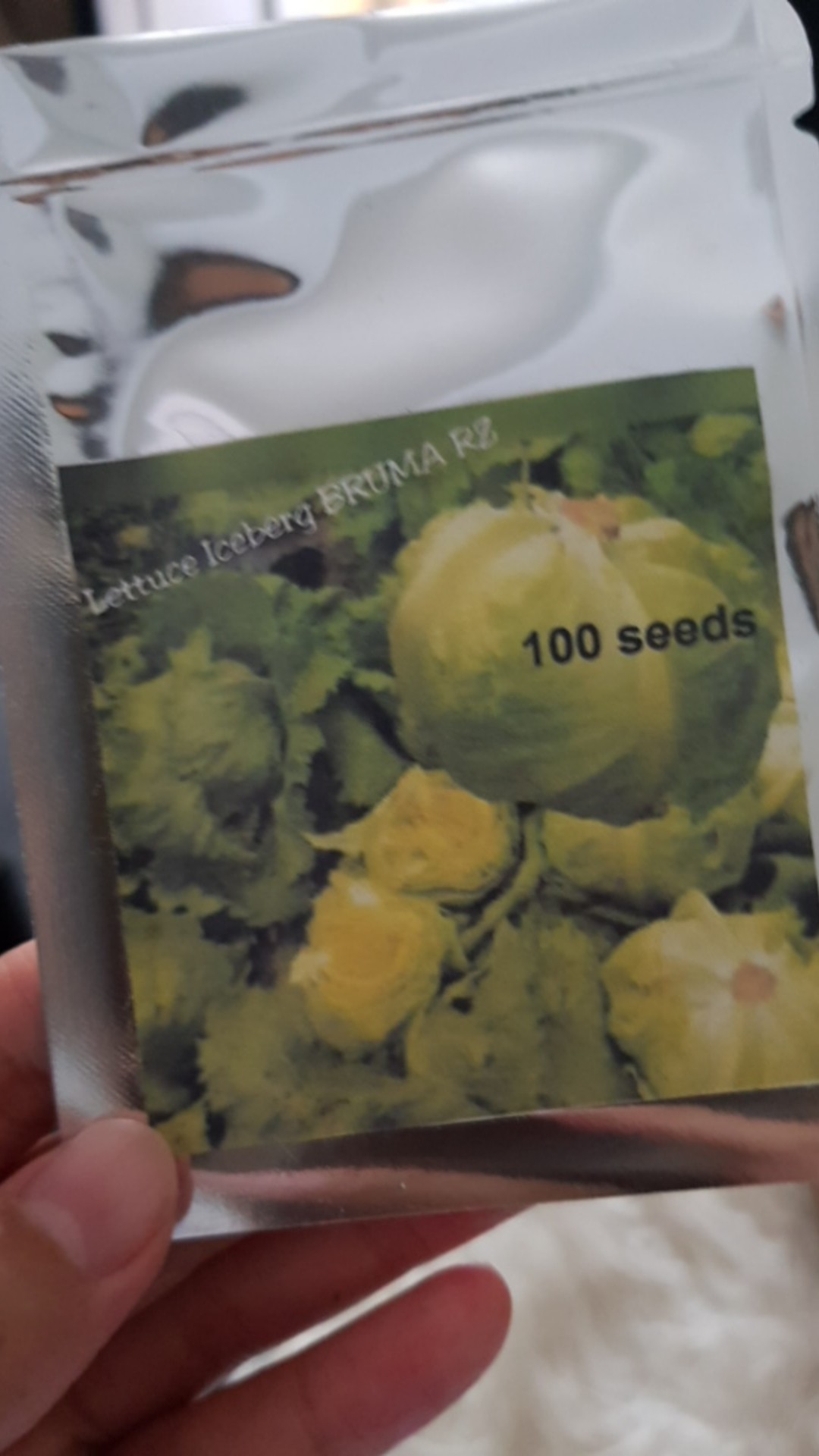 Benih Selada Lettuce  Iceberg Bruma  Repack 100 Seeds