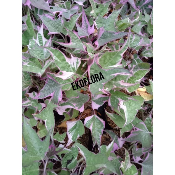 ( BAYAR DI TEMPAT ) tanaman hias ubi ungu umbi ungu tamaman menjalar