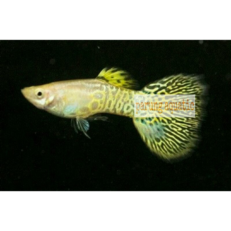 ikan guppy yellow cobra pasangan