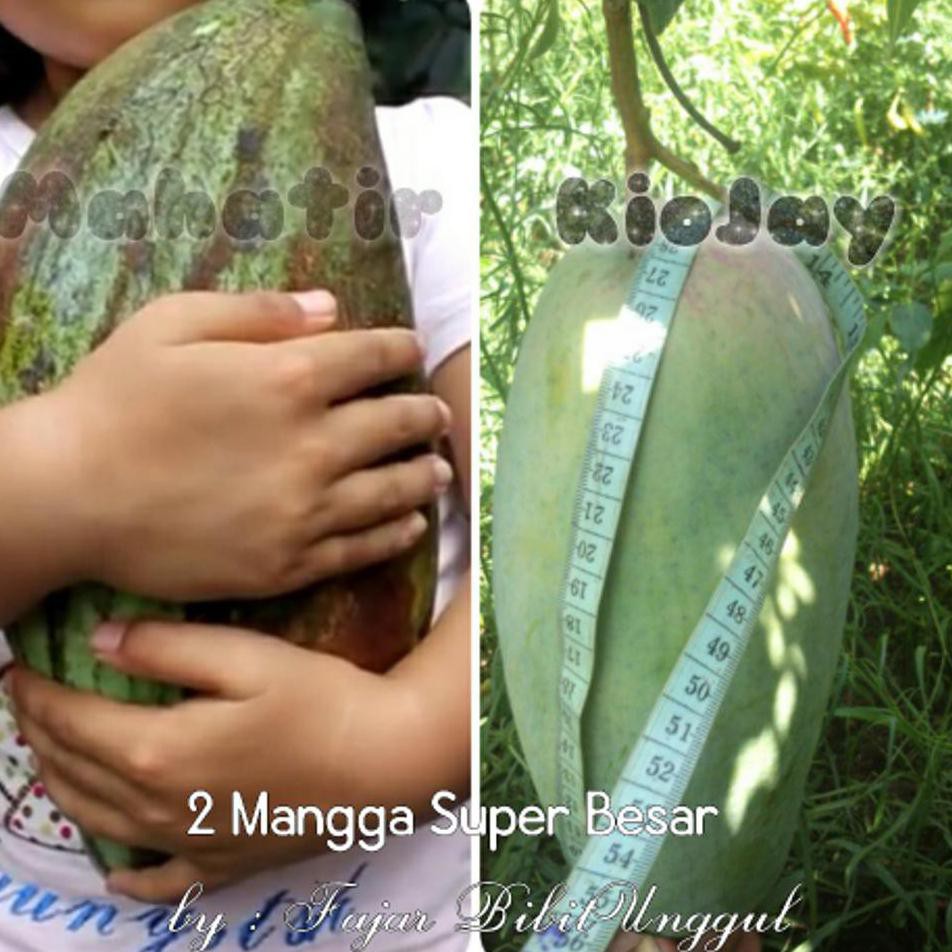 bkk Tanaman Hidup Bibit Mangga Mahatir Dan Mangga Kiojay / 2 Jenis Mangga Berbuah Super Besar An2