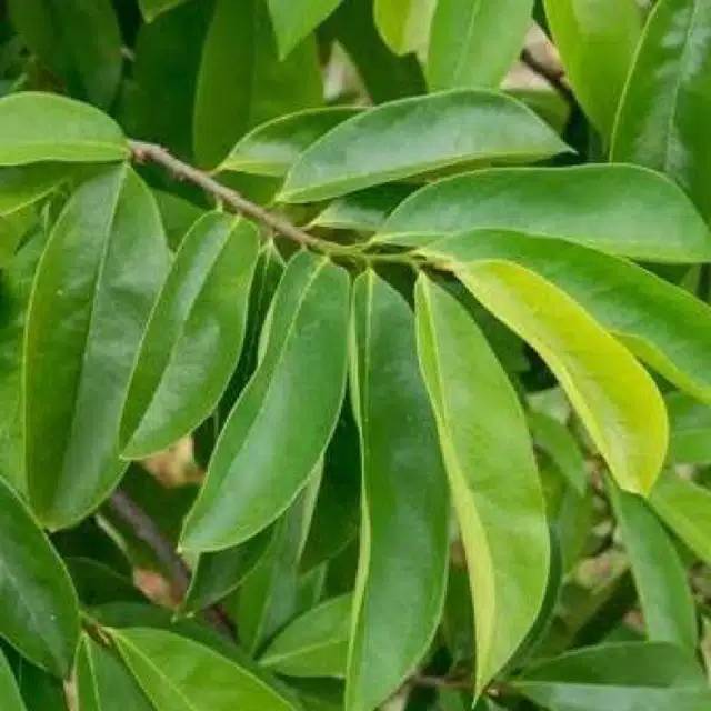 

Daun sirsak segar dari kebun sendiri.