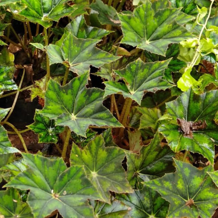 tanaman hias begonia bintang - begonia