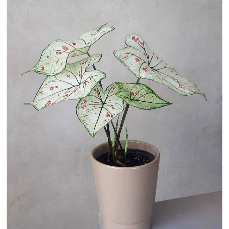 caladium Strawberry Star / keladi Strawberry Star