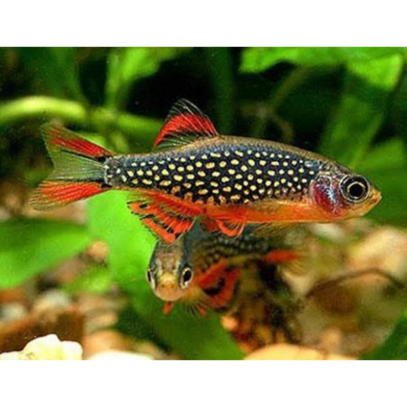 

Rasbora galaxy - ikan hias aquascape