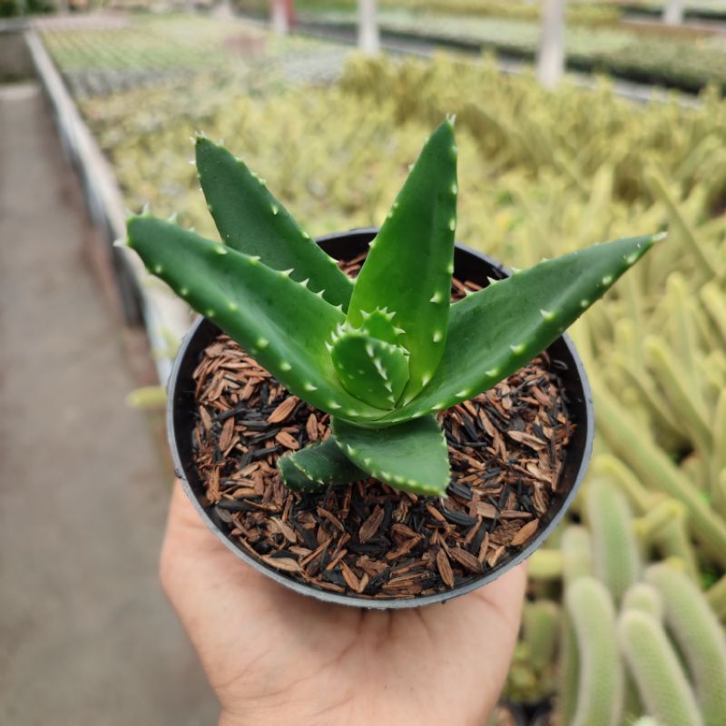 Aloe Perfoliata | DP 10cm