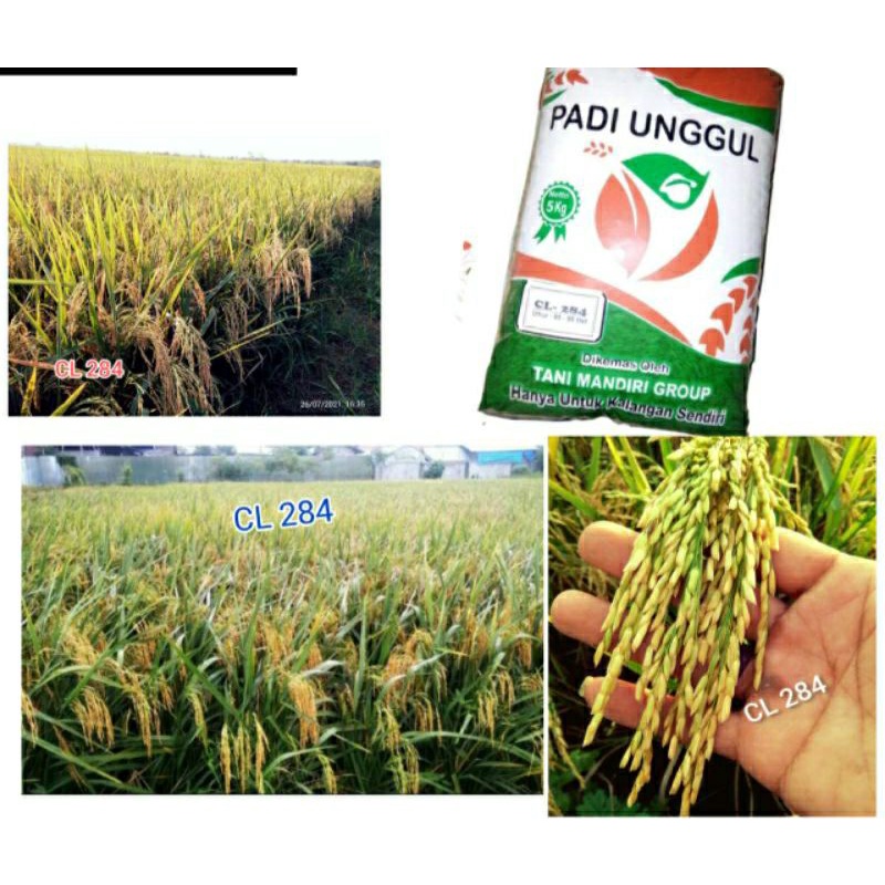 Benih padi UNGGUL CL-284, Hasil memuaskan(TERBARU)