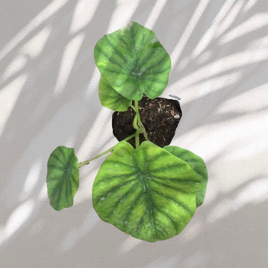 KELADI TENGKORAK HIJAU