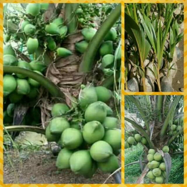 Bibit kelapa pandan wangi asli