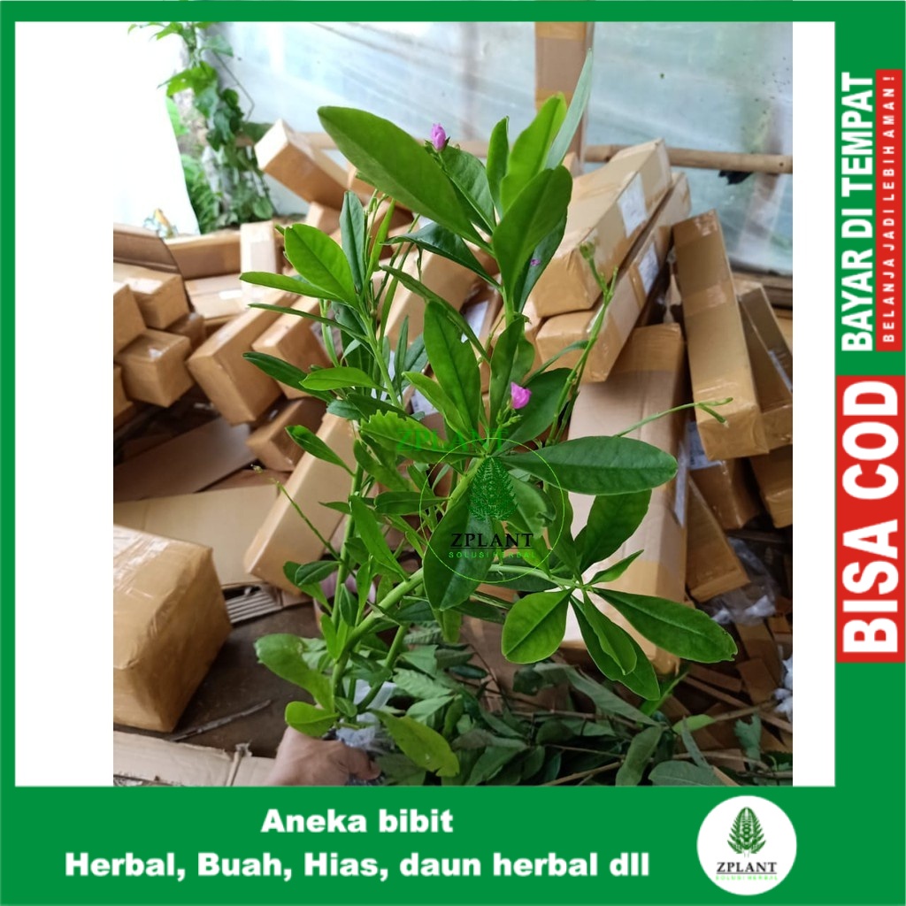 Jual Bibit Tanaman Gingseng Jawa Bibit Ginseng Jawa Som Jawa Tanaman Herbal Indonesia