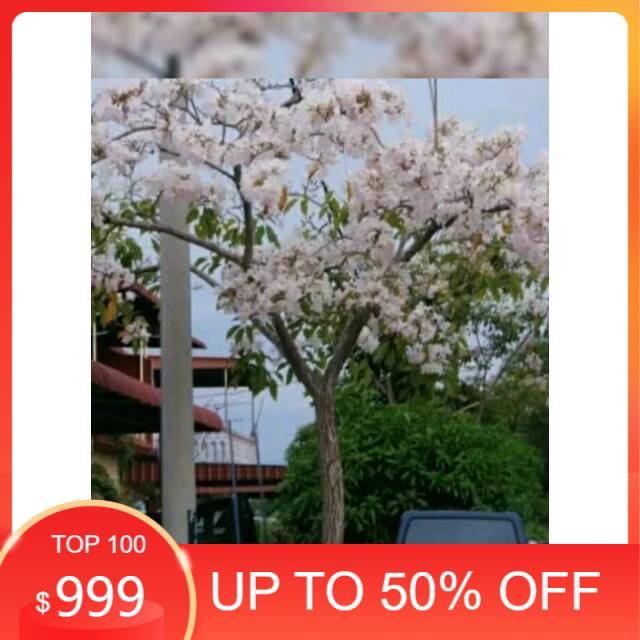 Tanaman hias tabebuya bunga pink-tabebuya bunga pink-pohon tabebuya-bibit tanaman - tabebuya