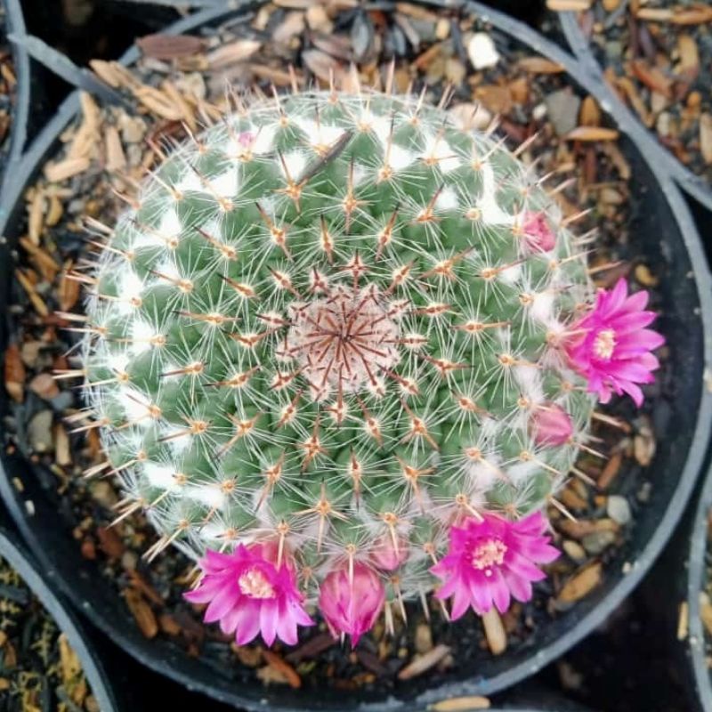 Mammillaria woodsii import ownroot