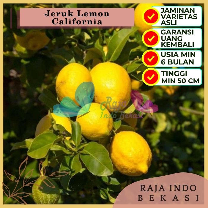 Bibit Tanaman Buah JERUK LEMON CALIFORNIA Premium