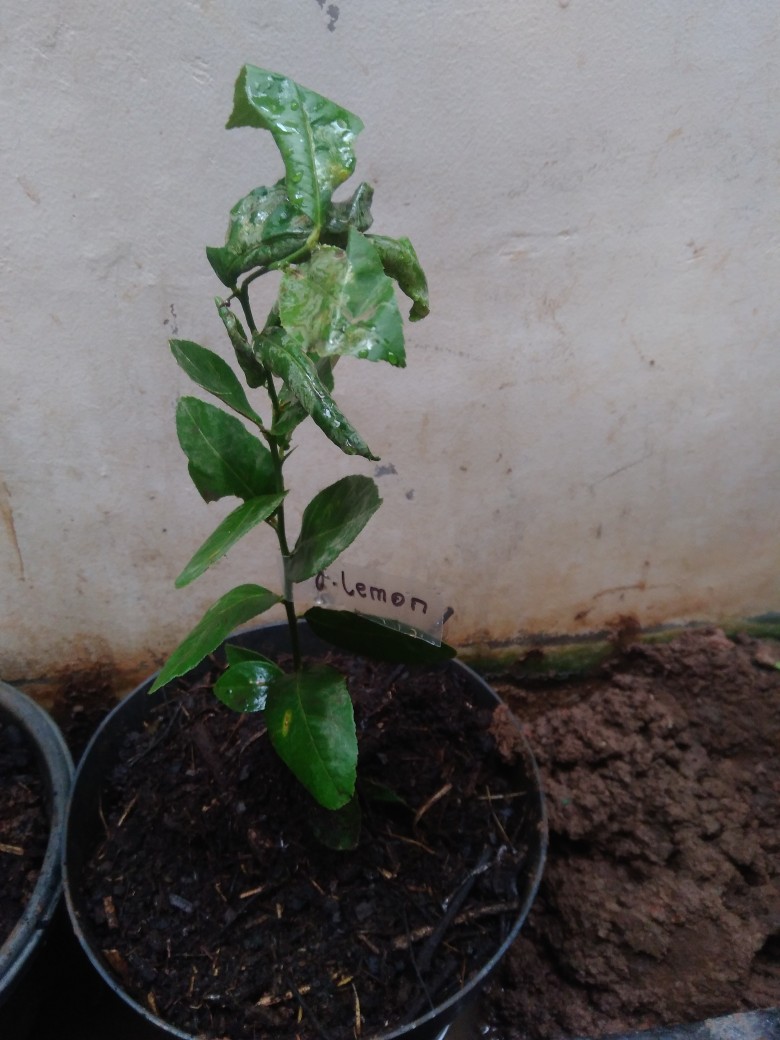 Bibit Lemon Australia