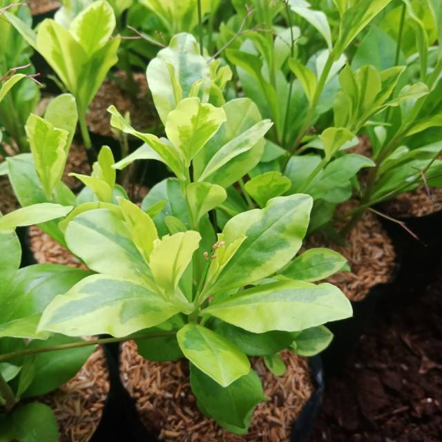 Pohon Ginseng golden pohon ginseng golden bibit tanaman hias ginseng golden